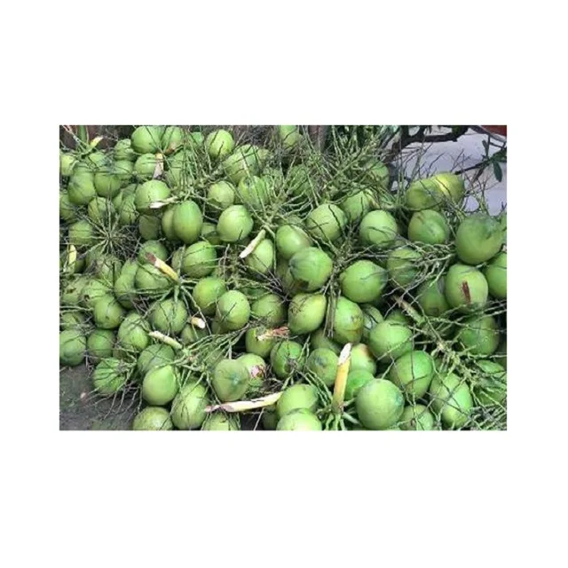 
Wholesale for Vietnamese Sweet Fresh Young Coconut - High Quality Coconut Oil from Vietnam - Coconut Water Export to EU, USA 