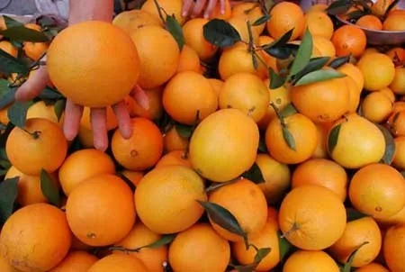 Fresh Minneola, ready for export on 30% Discount Prices