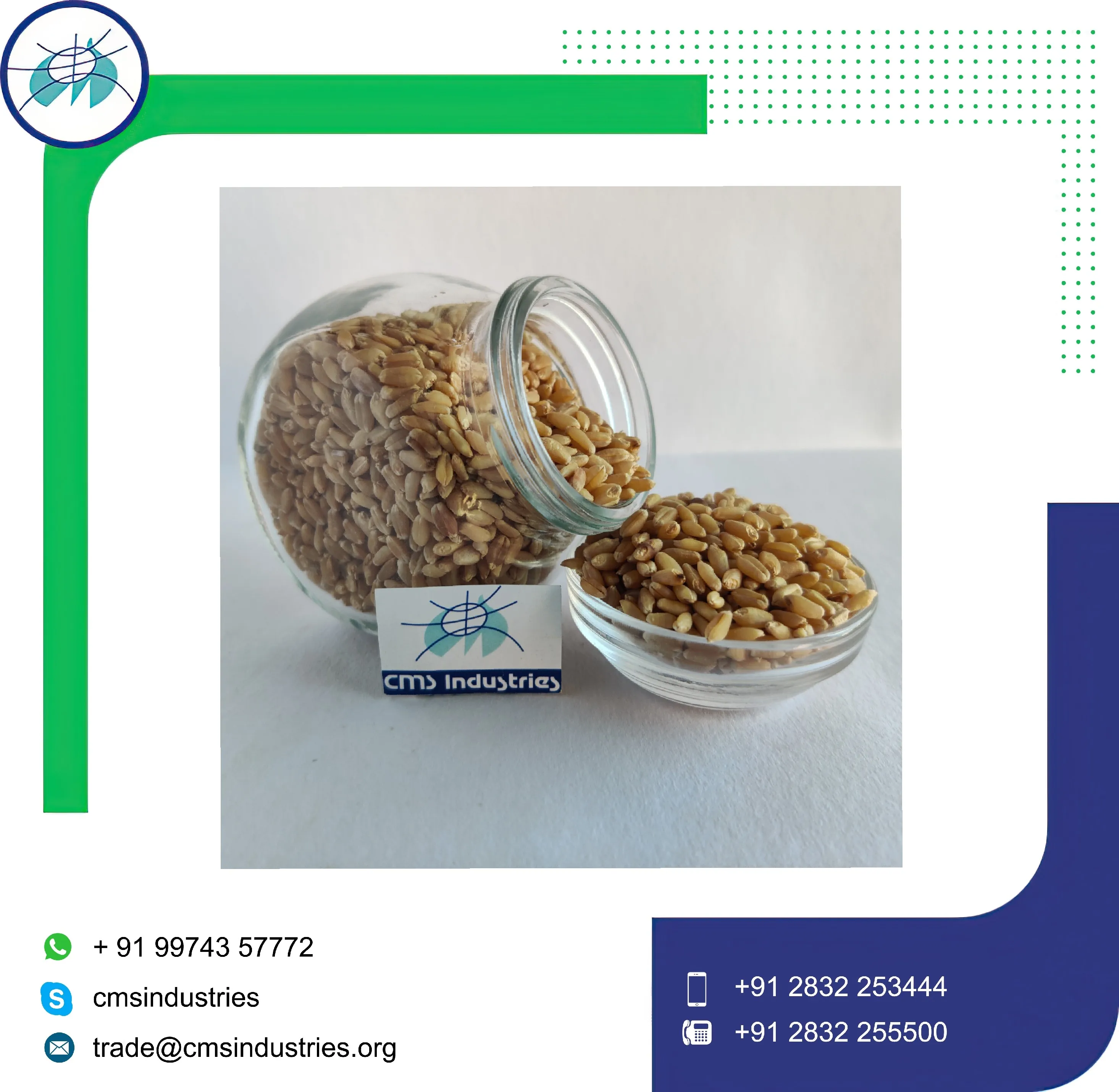 Превосходное качество пшеница Sharbati