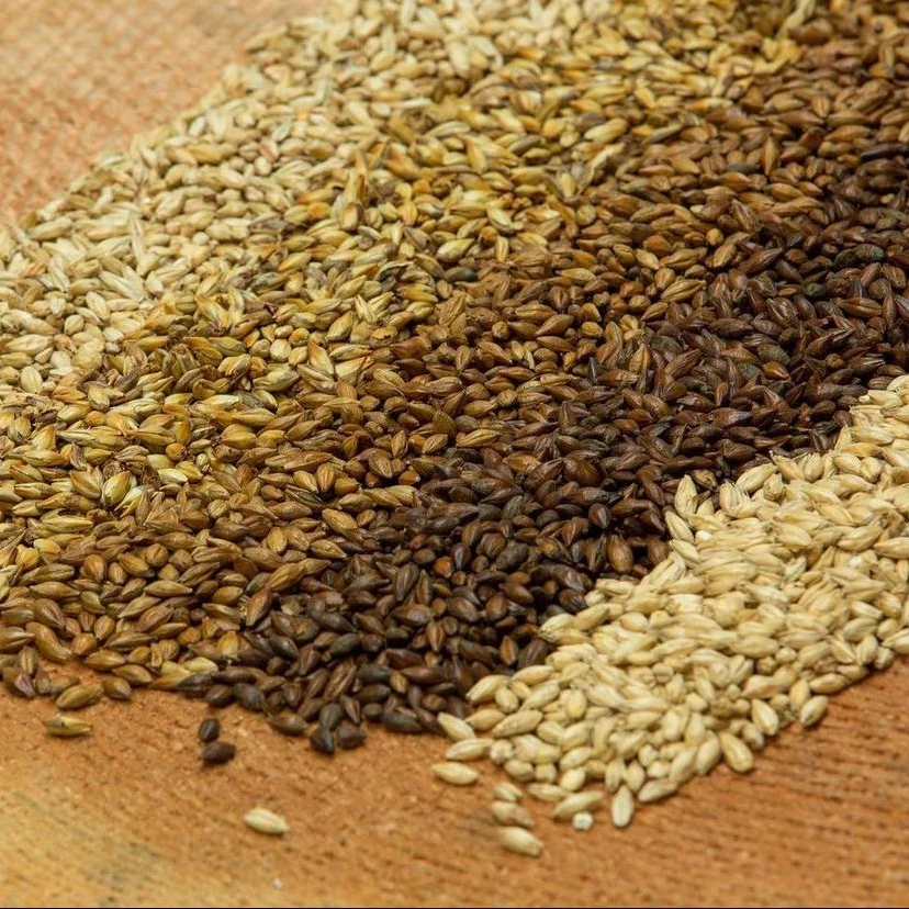 Buy Quality Barley Grain High Protein