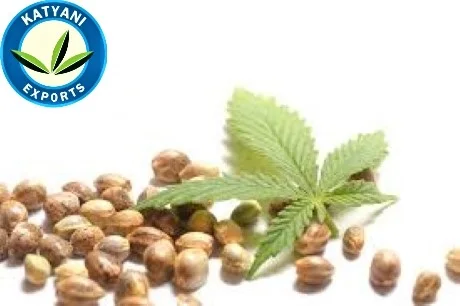 Fresh Hemp Seed Oil/ 100% Organic & Natural Oil