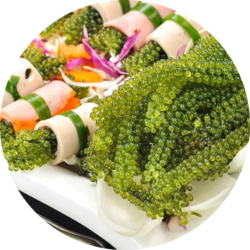 FRESH CAULERPA LENTILLIFERA/DEHYDRATED SEA GRAPES// Ms.Thi Nguyen +84 988872713