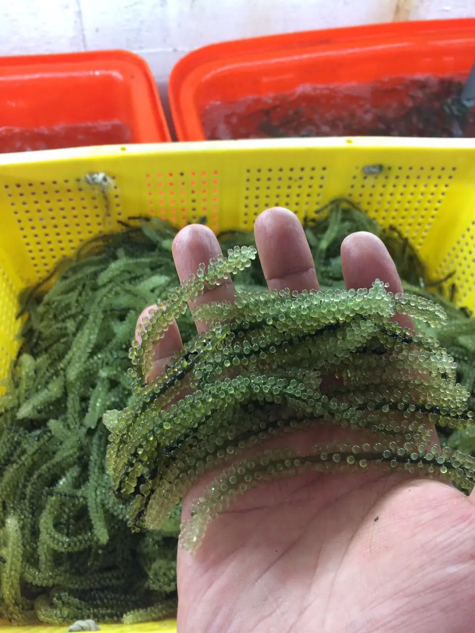 Healthy Food Dehydrated Dried Seaweed With Cheap Price