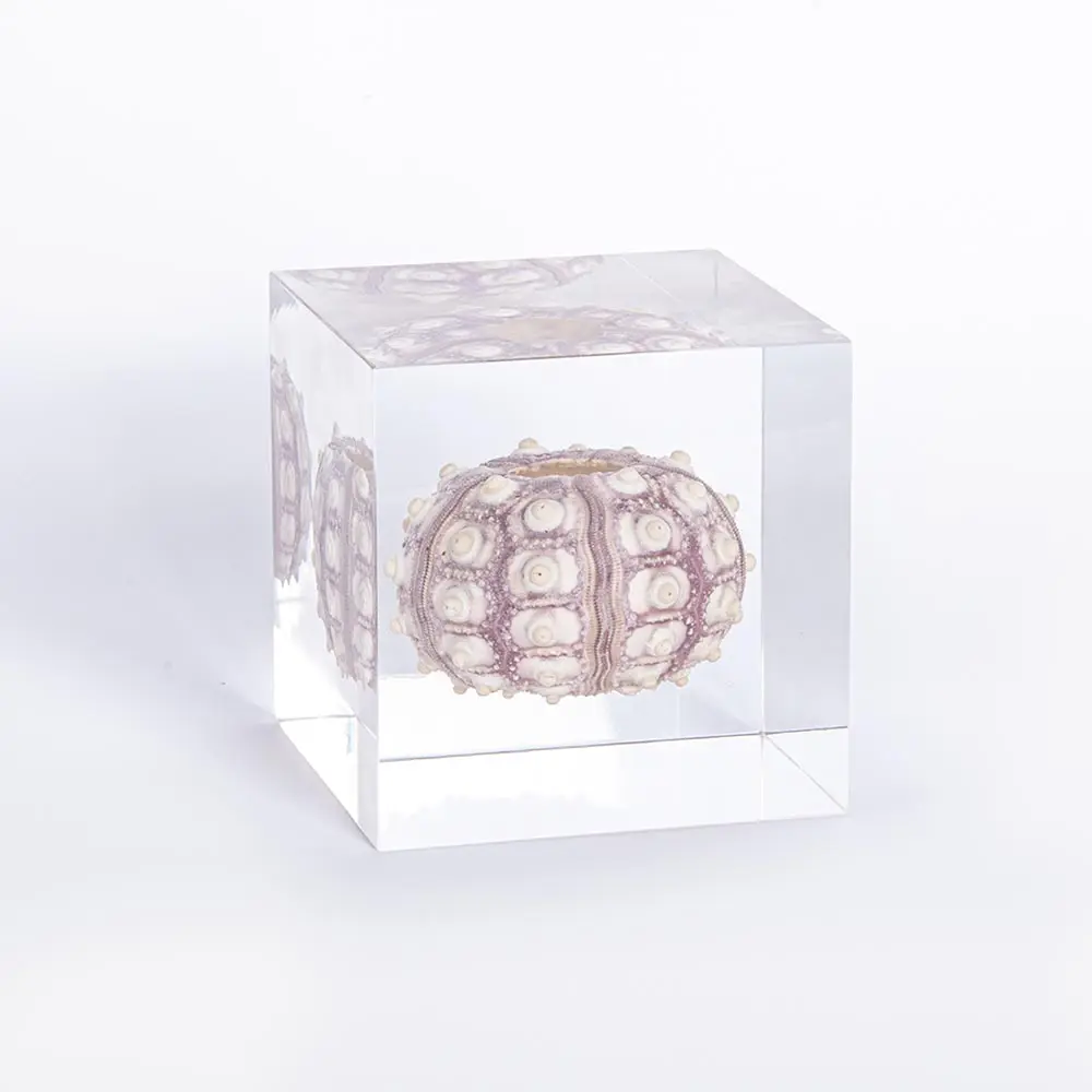 Ocean white clam sea shell table decor real urchin in transparent resin cube Nautical decorative specimen ornament