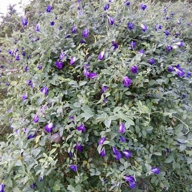 Высушенные цветы гороха бабочки по лучшей цене Clitoria Ternatea синий чай