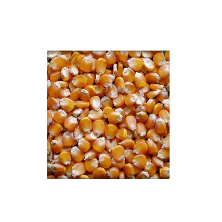 corn white and yellow corn reasonable corn price for sale 24 months glutinous from usa 25 kg dried 3 cm ad common  cultivation