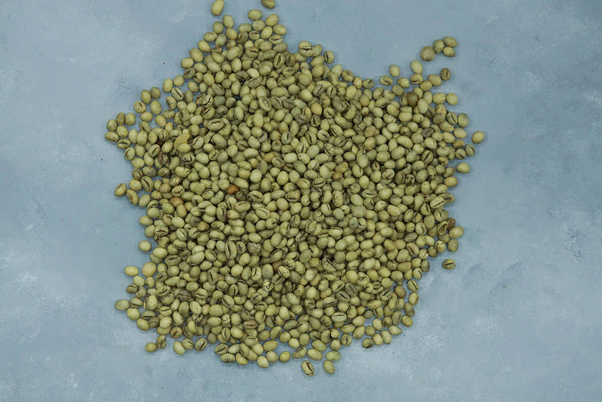 2 Years Shelf Life Dry Natural Polished (CU16B) Culi Green Coffee Beans From Vietnam with COMMON Cultivation Type