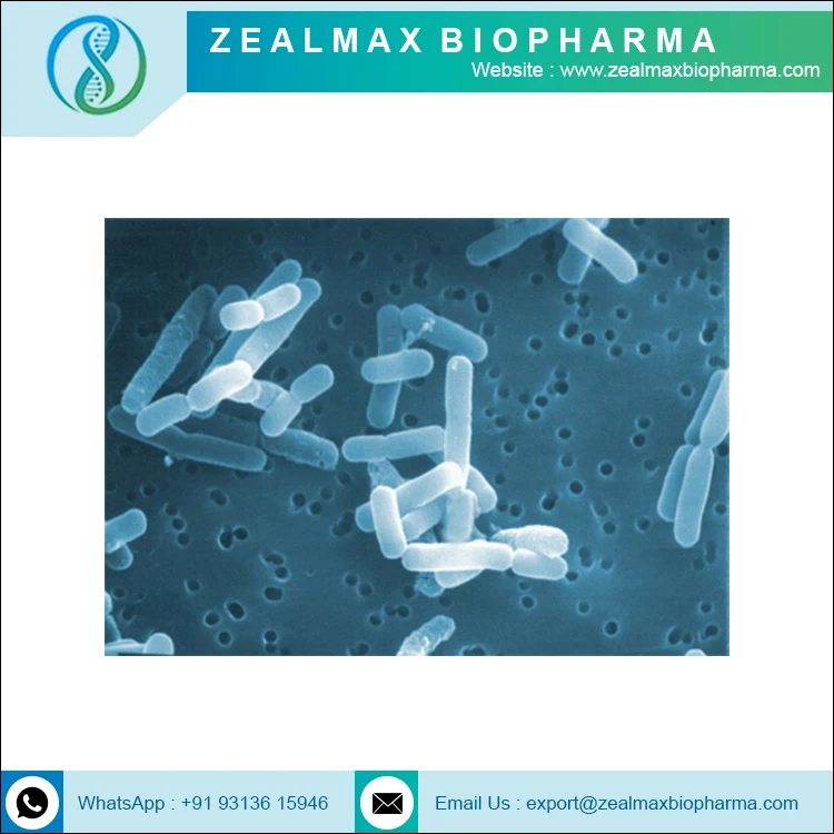 Probiotics Lactobacillus Reuteri Bulk Factory Sale Probiotic Powder Lactobacillus Reuteri - Zealmax Biopharma