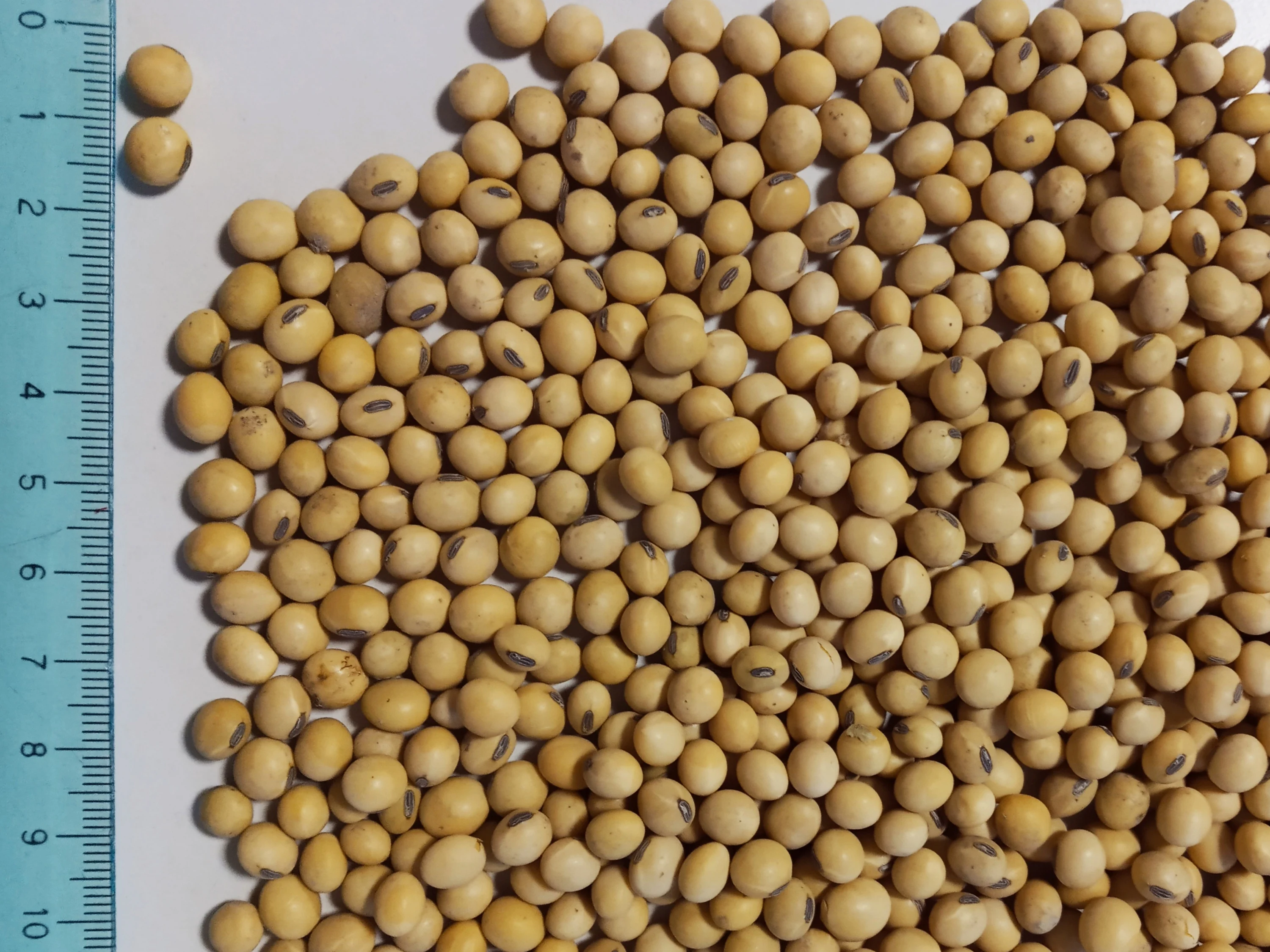 Cheap Soybean Meal (Expeller) from Argentina