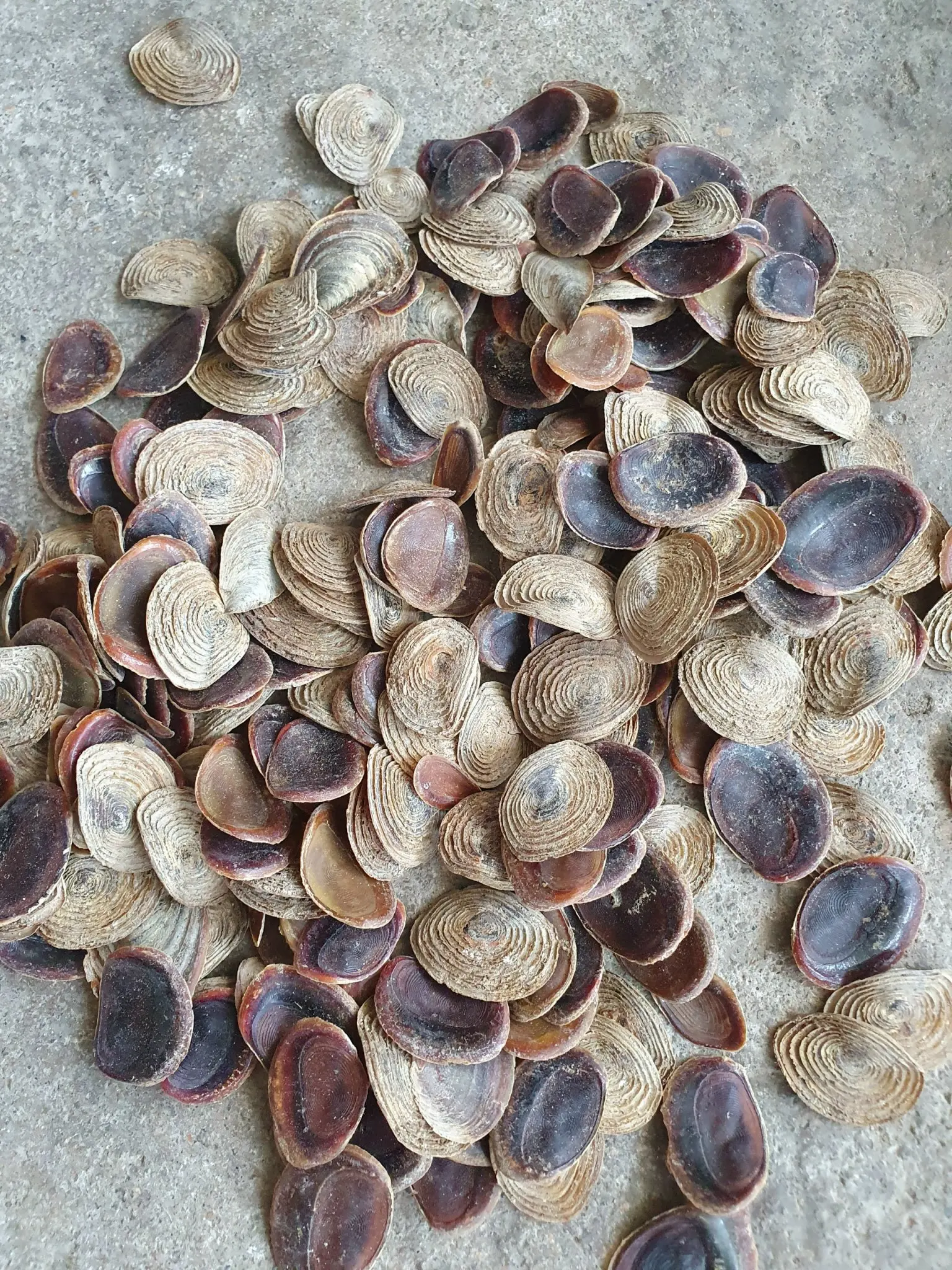 Openculum Seashell Вьетнам для изготовления парфюма высокого качества