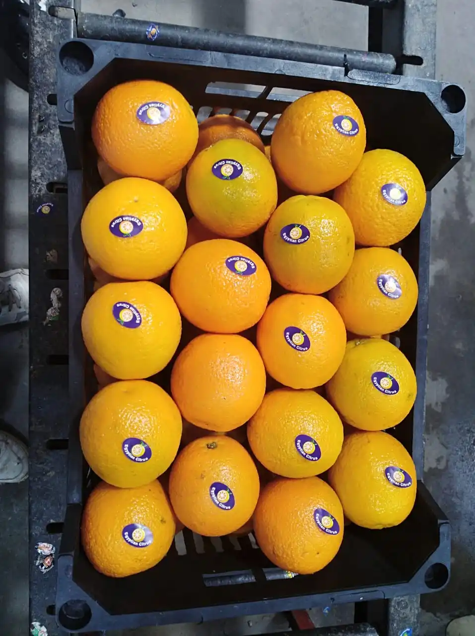 2022 Best Egyptian Fresh Orange Fruit Storage Packing