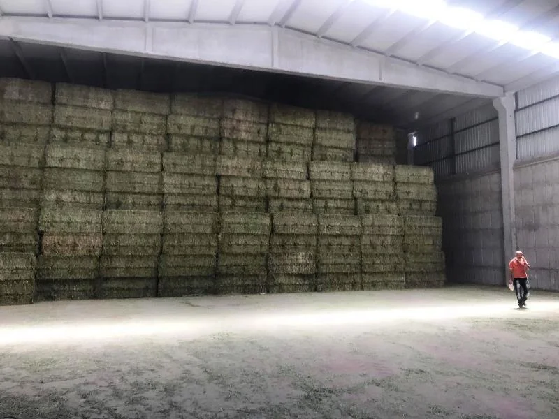 
HIGH PROTEIN ALFALFA HAY BALE FROM TURKEY 