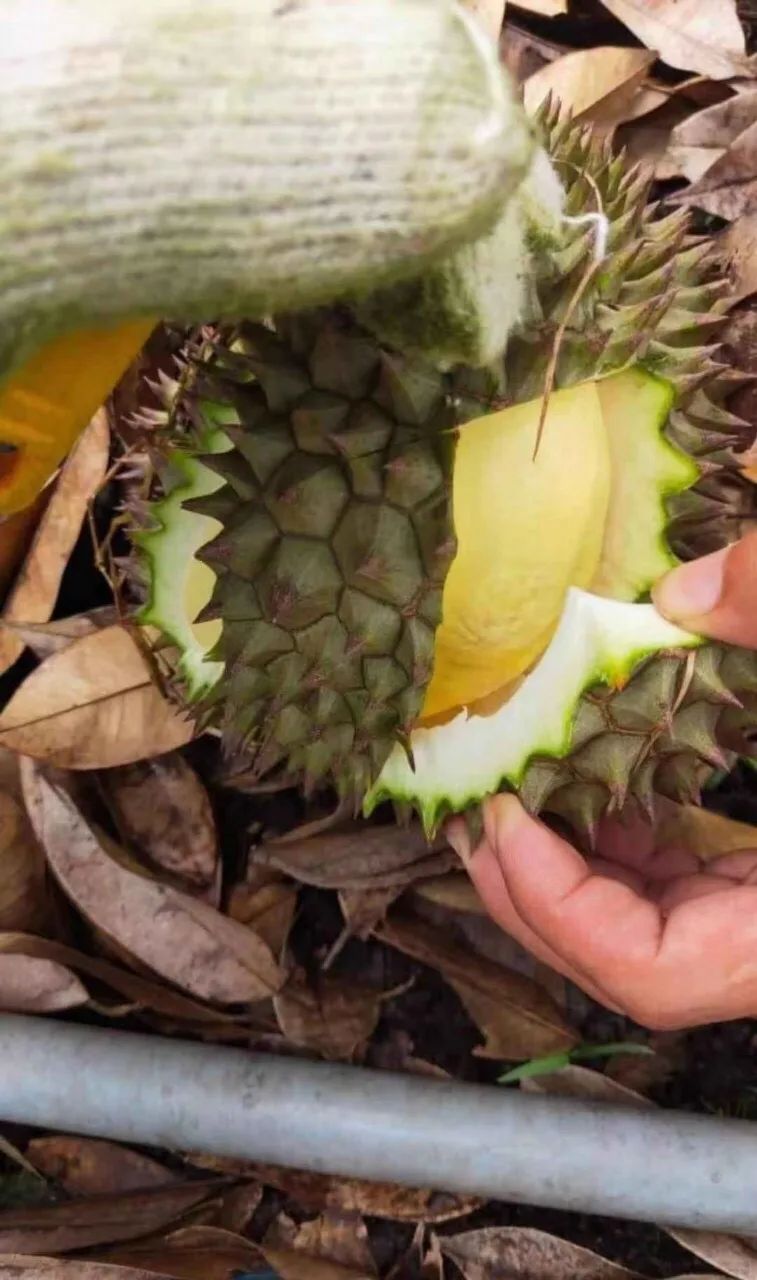 Fresh King Durian Vietnam лидер продаж богатые питательные средства высокое качество оптовая цена бесплатный налог в Корею США ЕС Японию Канаду Австралию