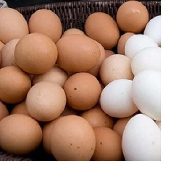 cheap Farm Fresh Chicken Table Eggs Brown and White Chicken Eggs at competitive prices