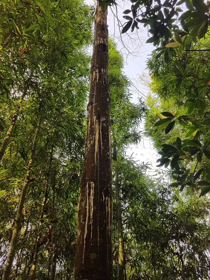 Резиновая камедь для бензоина Siam по конкурентоспособной цене/материал эфирного масла Styrax ароматизаторов/Shyn Tran + 84382089109