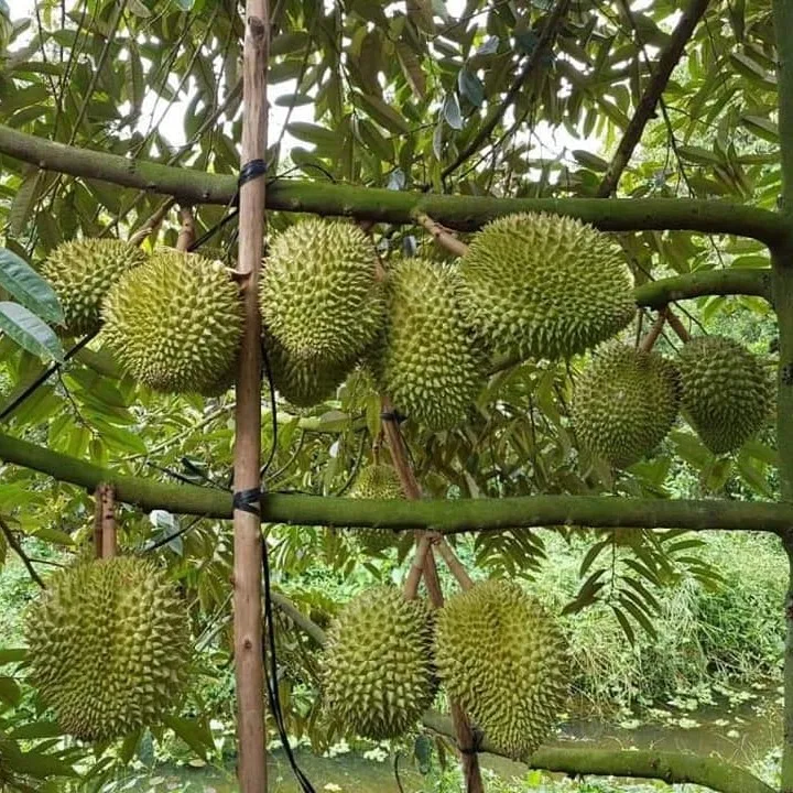  Durian is the king of popular fruit grown in Vietnam with a special delicious taste so it has been exported to many