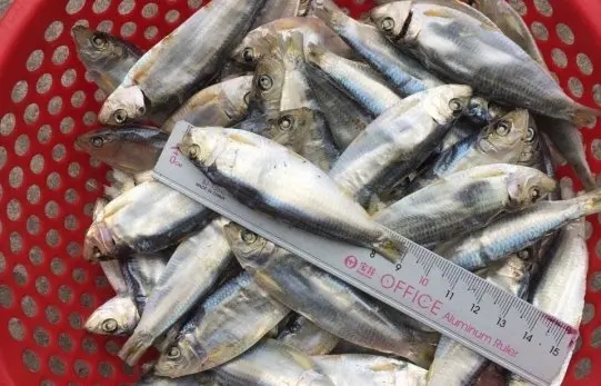 DRIED HERRING FISH DRY STOCKFISH  / Amber