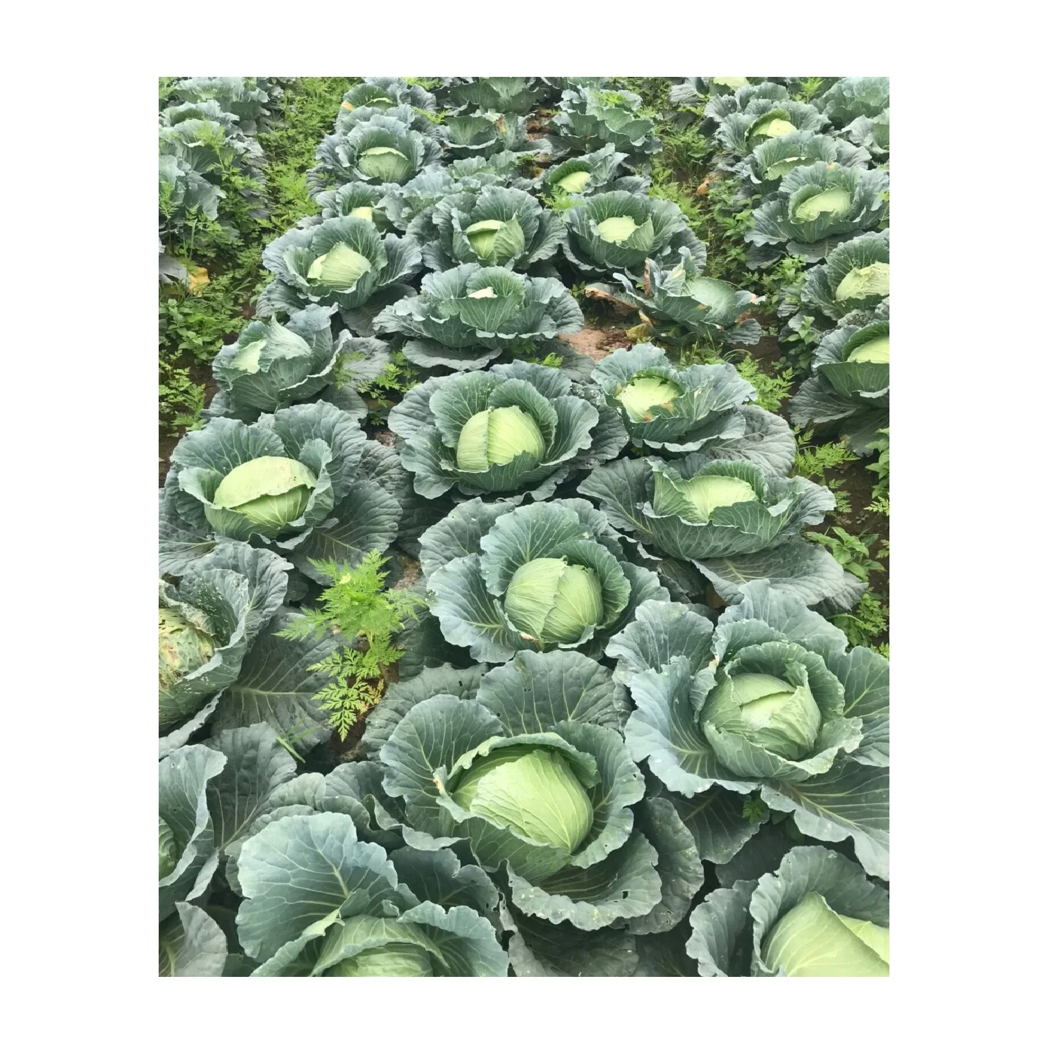 
Best Quality Big Size Organic Premium Fresh Frozen Round Cabbage Cheap Price From Vietnam Wholesaler 