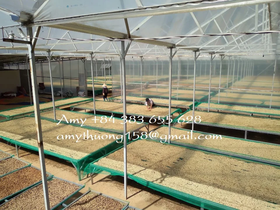 Arabia coffee/ green coffee beans/ whole bean coffee from Vietnam