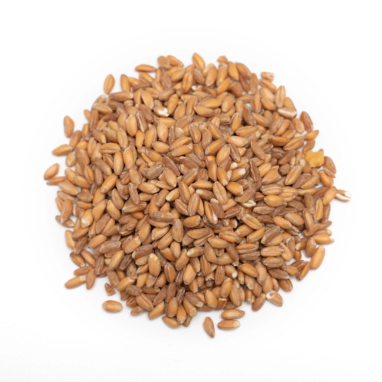 High Quality Wheat Grain