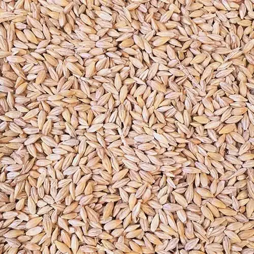 Кормовой ячмень для продажи Премиум-Качества 25/35 кг в пакетах
