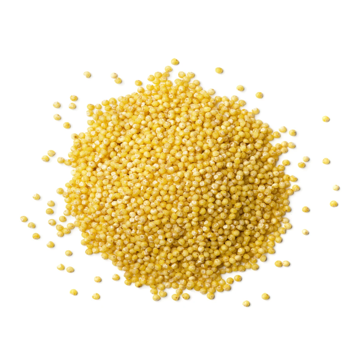 
Quality yellow millet high nutrition value/ panicum 
