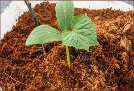  Кокосовый блок используемый на фермах