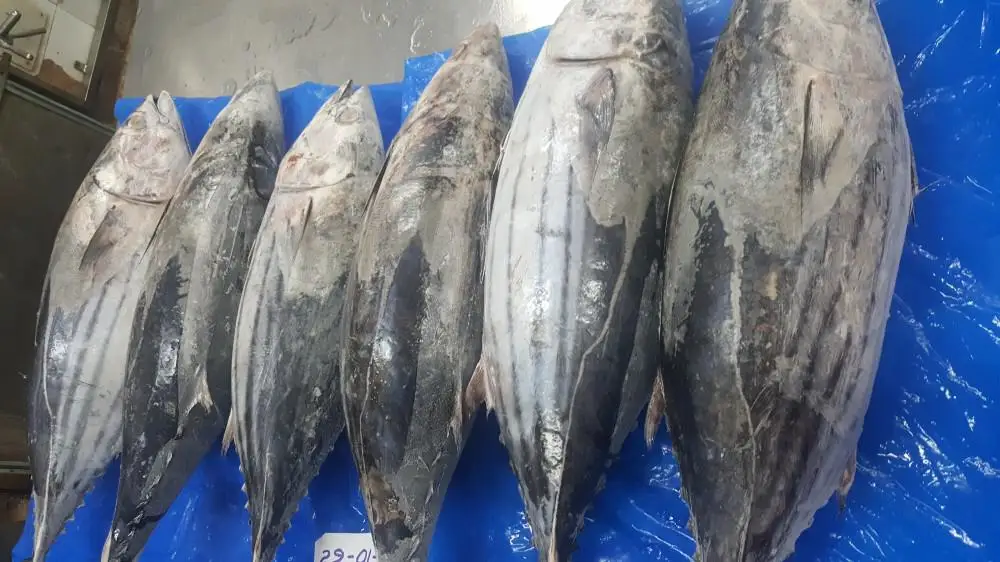 Свежий замороженный тунец IQF индийского происхождения поставщик тунца из индии Наивысшее качество и количество