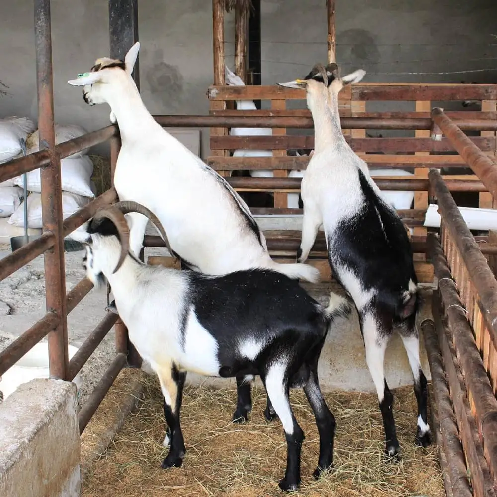 
Alpine Goat Healthy Alive for Sale .. 