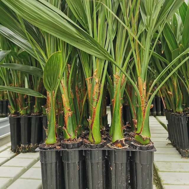 2 Years Old Garden Plant Tissue Culture Date palm Seedlings