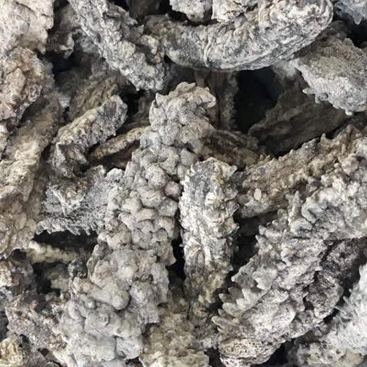 Сушеный морской огурец