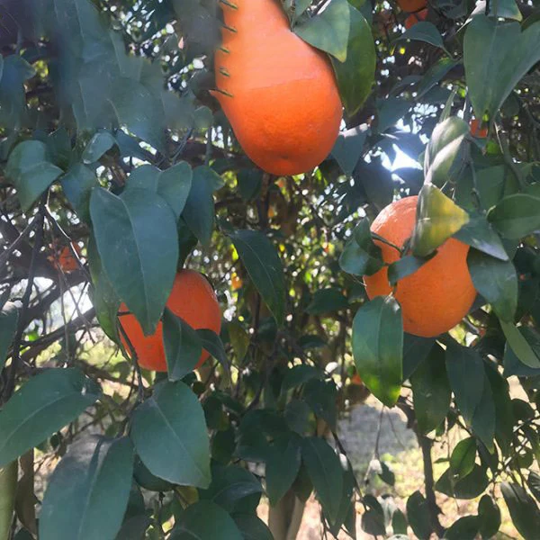 oranges/fresh mandarin orange/Citrus fruit