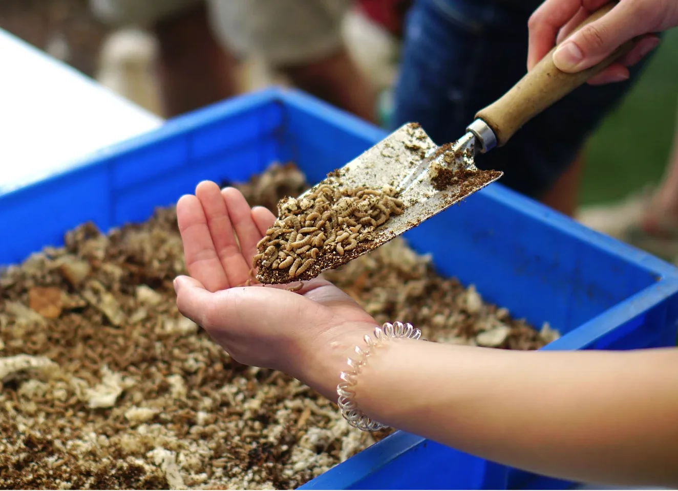 Super Nutritional Value Animal Feed Black Soldier Fly Dried Larvae 1.5kg Suitable for All Types of Chicken Dog Fish