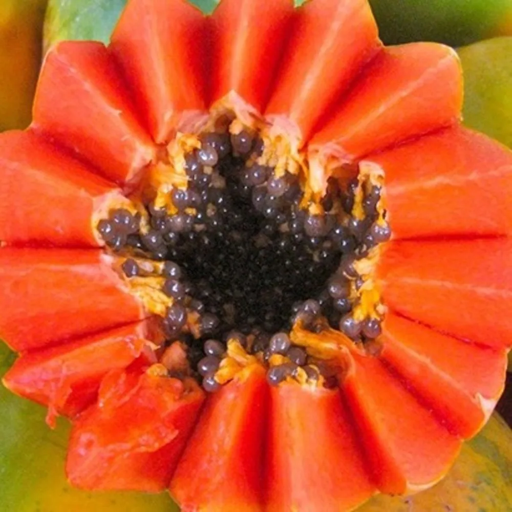 Красный свежий Папайя фрукты поставщик из Вьетнама сладкий стиль цвет натуральный 20 - 50% зрелые свежие фрукты экспортеры