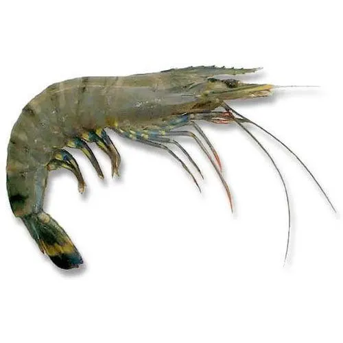 2021 NEW ARRIVAL FROZEN SCAMPIES FRESH WATER PRAWN