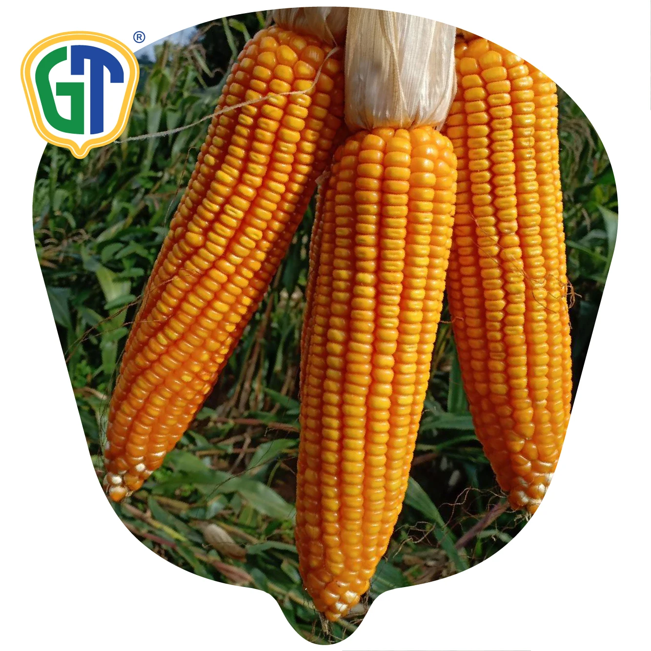 
Orange Yellow Kernel Color Long Girthy Ear 52 Days Flowering Very High Yield Hybrid Corn Seeds 