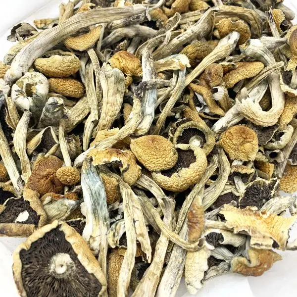 
CUBENSIS MAGIC MUSHROOM FOR SALES 