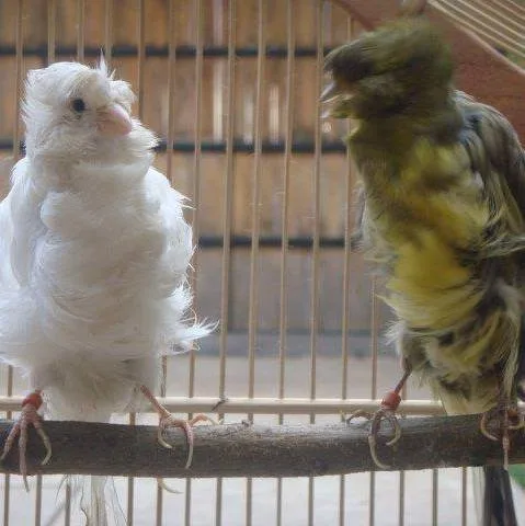 
Live Crested Birds/Yorkshire Canary/ birds/Lancashire Birds 