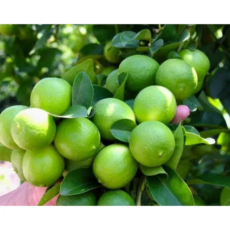  Замороженный/свежий дракон фрукты нарезанный Дракон Лучшая цена-Lina + 84 896 625 614