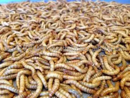 Натуральные Сушеные черви Mealworm специально для ваших домашних