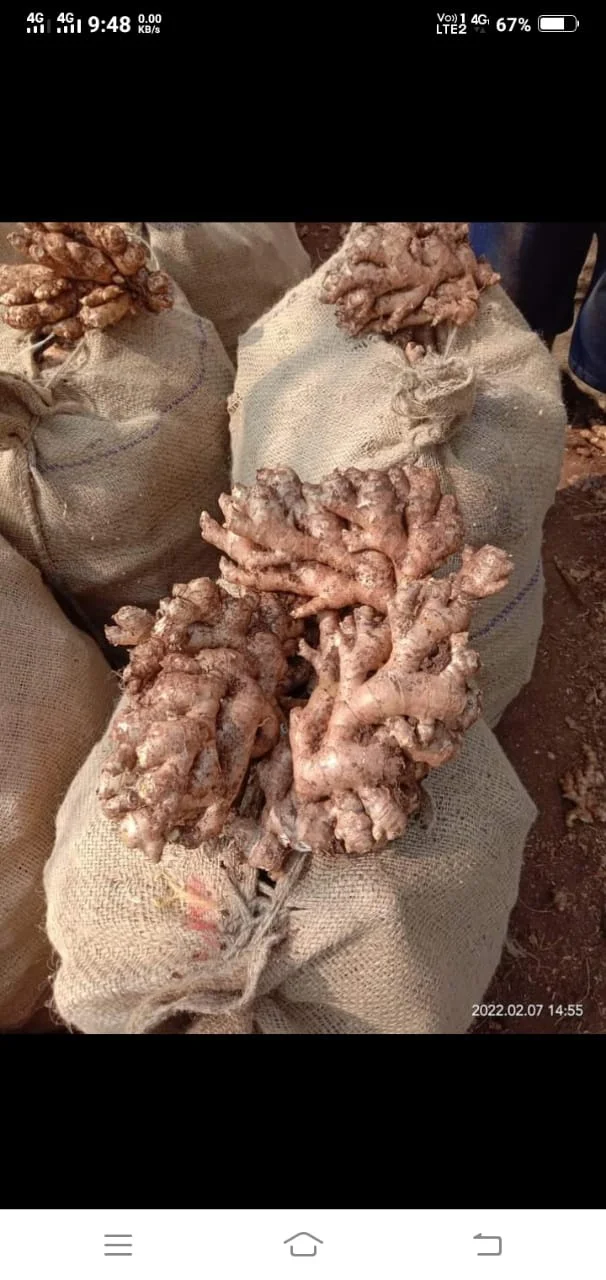 Изготовитель свежего имбиря экспортер качество очищенная свободная глина для удаления грязи большой размер Himalya индивидуальная