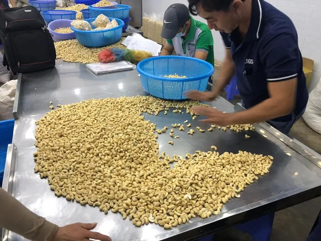 100% VIETNAM CASHEW NUTS KERNEL WW180/ WW240/ WW320/ WW450-Cashew Nuts LP/ SP-Good Quality Wholesale Price Kaju