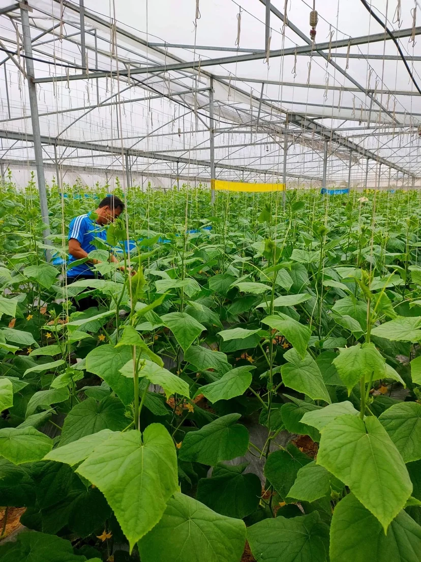 Свежие и сочные молодые огуречные продукты оптом экологически чистые фермы купить сейчас по лучшей цене от компании во Вьетнаме