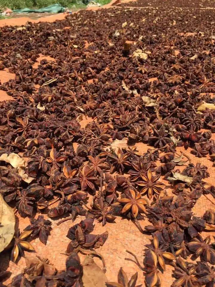 dry STAR ANISE good quality for sale call +84984418844 whatsapp