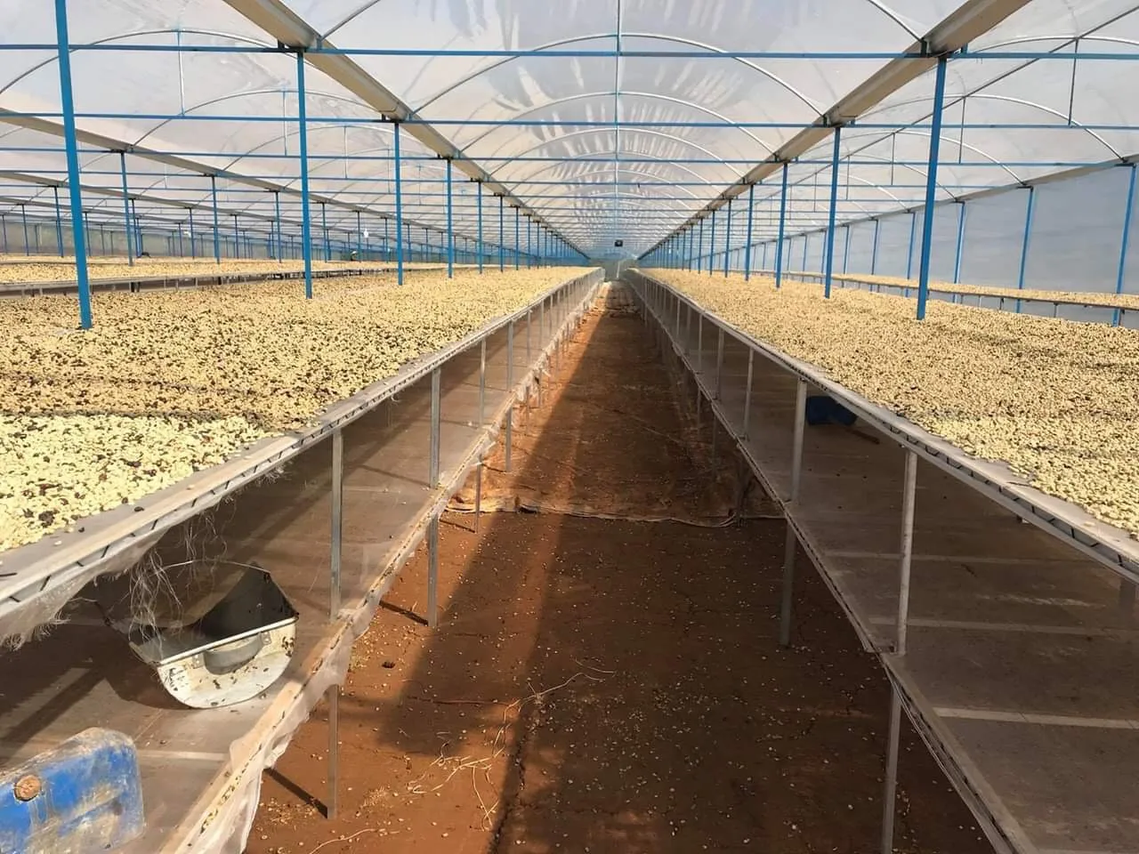 Arabica coffee bean | Vietnam | Whatsapp: +84865381935