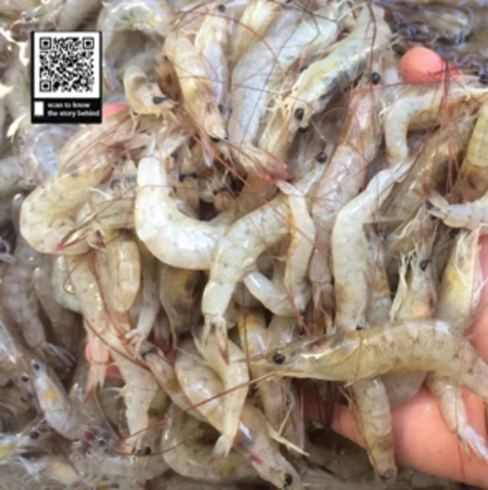 High Quality Brown Shrimp Variety Vietnam Frozen Shrimp From Mangrove Forests Export From Vietnam