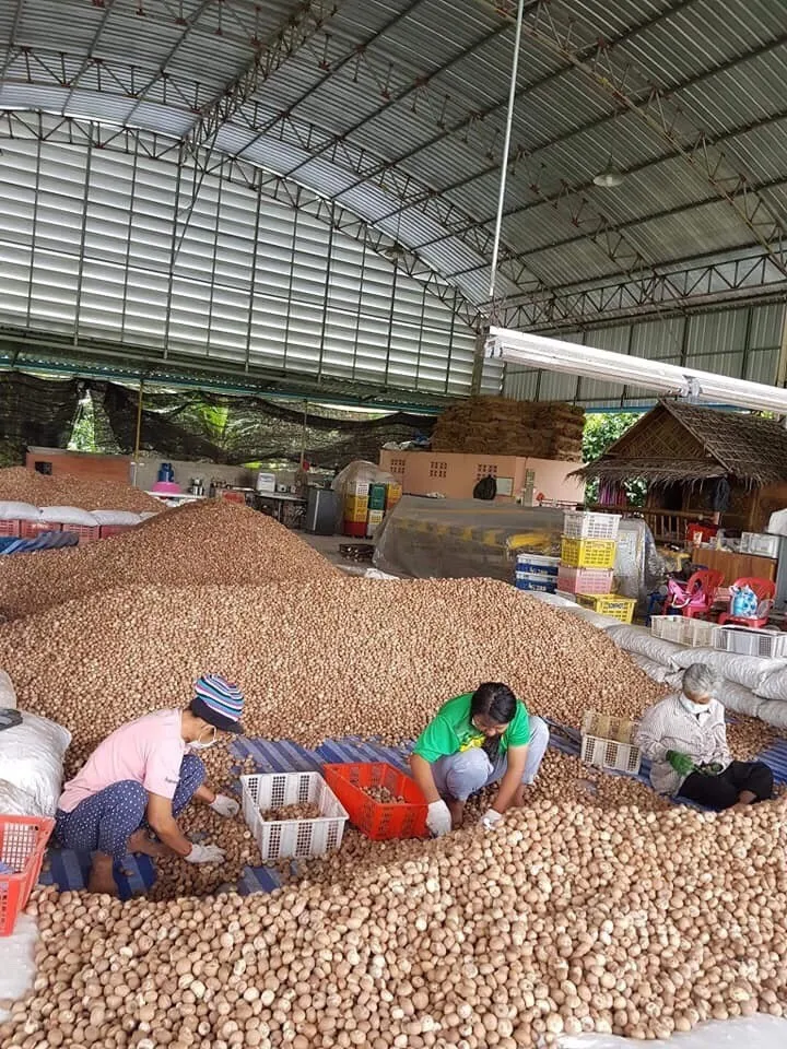 VIETNAM DRIED BETEL/ ARECA NUT HIGH QUALITY