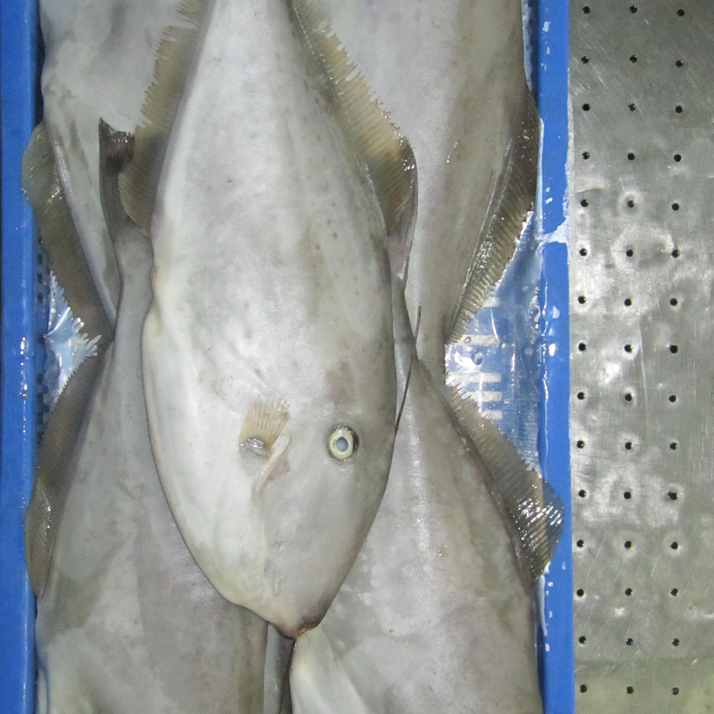 
LEATHER JACKET FISH WHOLE AND HGT 