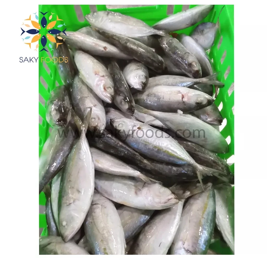 Factory Supplier Best Price Top Grade High Quality Big Eyes Scad Fish from Viet Nam Block Bulk Style Packaging