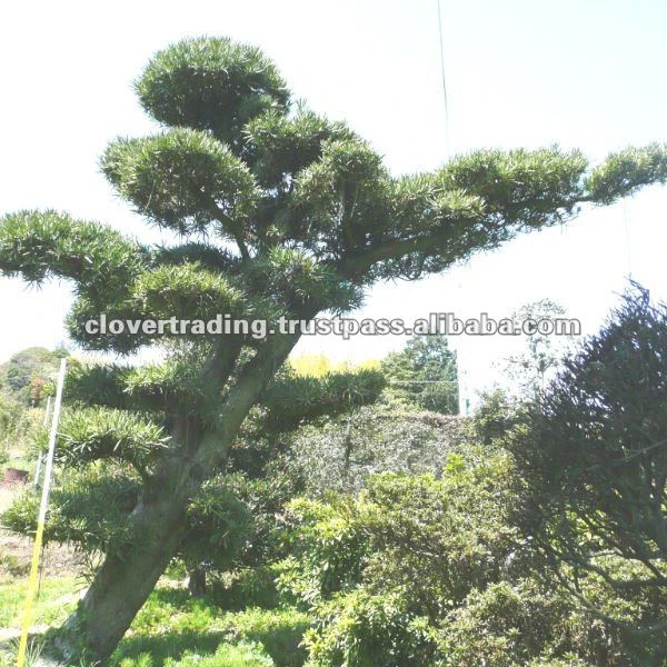 Дерево бонсай Podocarpus Macrophyllus для ландшафта